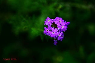  15种开紫花的植物图片，紫花植物，15种美丽花卉的美丽图片--第1张