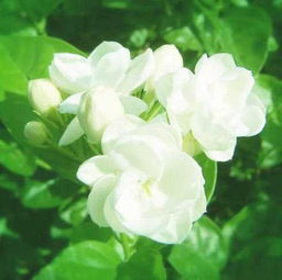 茉莉花花语与寓意的奇妙世界--第1张