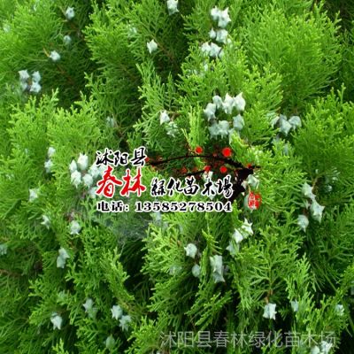  千头柏，常绿还是落叶？，常绿还是落叶？--第1张