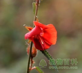  午时花图片简笔画，午时花图片简笔画，太阳花--第1张