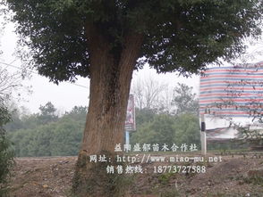  香樟树价格表及尺寸，香樟树价格及尺寸表--第1张