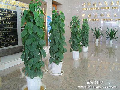  北京订购绿植鲜花，让您的生活充满绿色生机--第1张