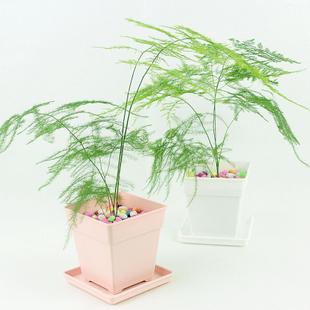  文竹盆景怎么养，文竹盆景养护技巧，光照、浇水、施肥、修剪--第1张