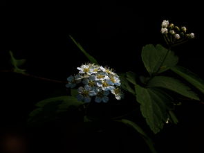  四月主要开什么花，四月主要开的花有，四月花开之海棠花、樱花、杏花、牡丹花、鸢尾花等。--第1张