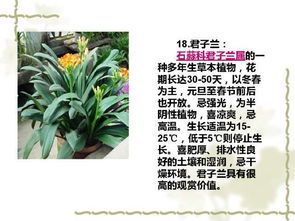  常见的地被植物100种--第1张