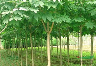  597苗木网最新求购，免费杜梨，引领园林景观新潮流！，免费苗木供应引领园林景观新潮流，597苗木网最新求购--第1张