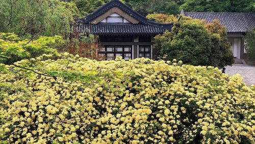  庭院种植10种常见花卉--第1张