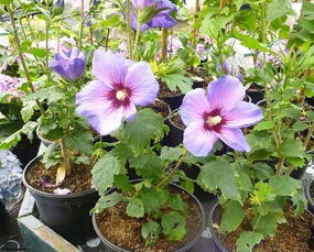  黑心菊幼苗种植与养护技巧，黑心菊幼苗种植与养护技巧，轻松打造美丽花园--第1张