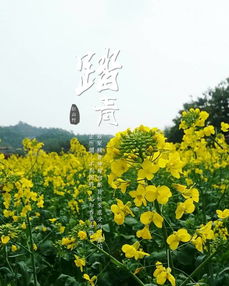  附近有没有卖花的地方--第1张