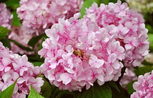  绣球花的花语与象征，绣球花的花语，希望、美满、团圆。象征着永恒的美丽，对美好事物的追求。--第1张