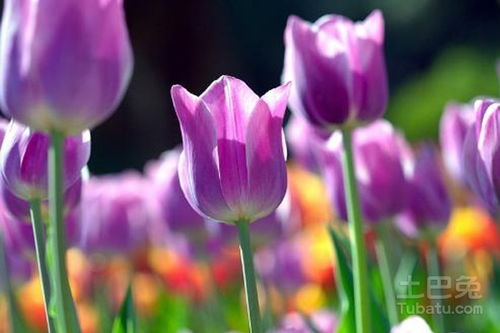  紫色郁金香的花语，紫色郁金香的花语包括高贵典雅、无尽的爱、永恒的祝福等。--第1张