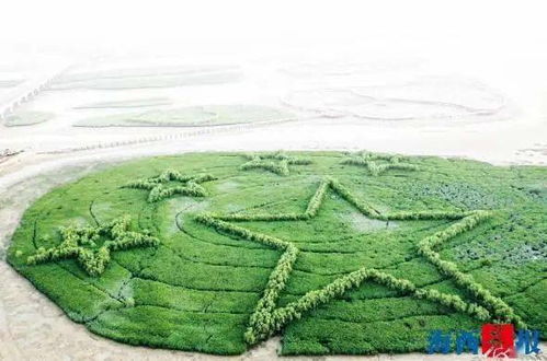  广州苗木基地，绿色生态的瑰宝，城市绿肺的源泉--第1张