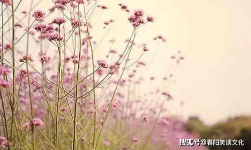  花与生活的唯美句子，花语生活，美好如诗的唯美句子--第1张
