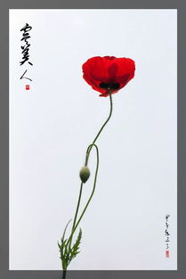  虚伪之花，代表欺骗背叛的花--第1张