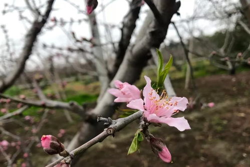  春天的花海，那些名字闪耀的花儿盛开，春天的花海，那些绚烂绽放的花儿之名--第1张