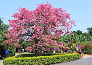  冬日里的繁花——那些冬天开的花的名字，冬日繁花，那些冬天开的花的名字--第1张