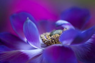  白花秋水仙，自然之美与疗愈之力的完美结合，白花秋水仙，自然之美与疗愈之力的完美结合--第1张