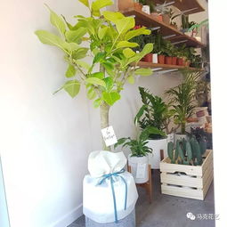  鲜花店进货渠道详解--第1张