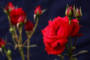  三朵玫瑰花的花语是什么意思，三朵玫瑰花的花语，深情、爱意和浪漫--第1张