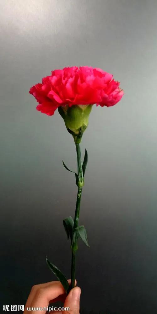  康乃馨什么时候开花，康乃馨春季开花--第1张