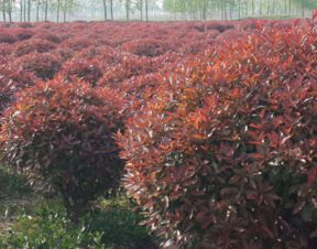  8公分红叶石楠树价格及种植注意事项--第1张