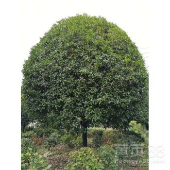  桂花树价格，17至18公分规格的珍稀选择，桂花树价格，珍稀规格17至18公分的市场热点--第1张