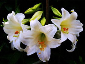  百合花寓意和花语，百合花寓意着纯洁、高雅和天真，花语为顺利、心想事成、心想事成、纯洁的心等。--第1张