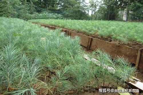  15米雪松价格，影响价格的因素及购买建议，15米雪松价格及购买建议--第1张