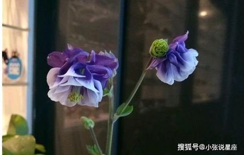  一生一世只爱一人的花--第1张