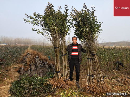  木荷苗木价格，市场动态与未来趋势分析--第1张