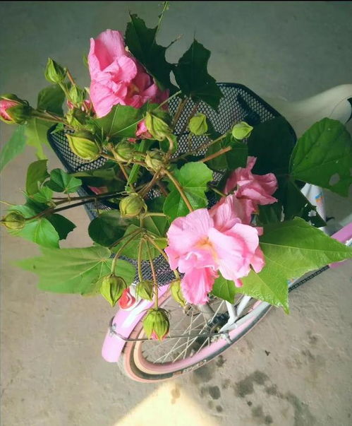  芙蓉花树--第1张