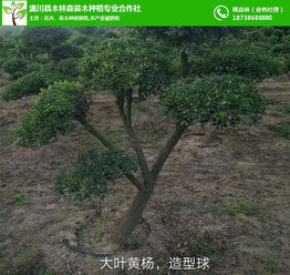  苗木收购商电话--第1张