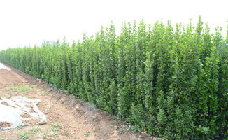  最新苗木免费求购信息网——获取最新苗木供应和求购信息的必备平台，最新苗木免费求购信息网，获取苗木供应和求购信息的必备平台--第1张