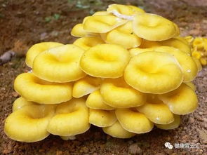  蔓长春花的功效与作用
