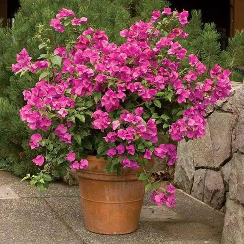  三角梅什么时候开花，三角梅开花时间，三角梅一般在冬春季节开花--第1张