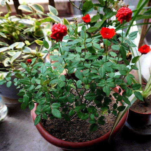  月季花几点开花，月季花几点开花时间不固定，因为月季花开花时间受光照、温度、养护环境等多方面因素影响，需要具体情况具体分析。--第1张