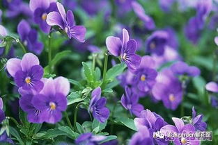 花语大全，各种花的花语--第1张