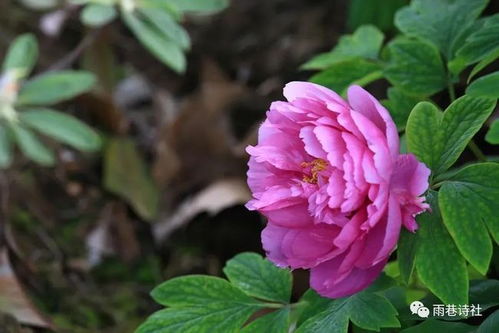 牡丹花的诗句--第1张