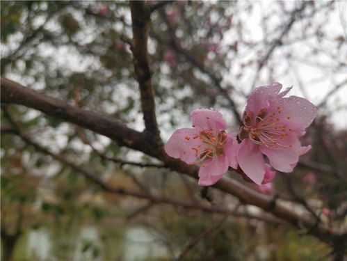 桃花的美丽绽放，桃花盛开的美丽瞬间--第1张