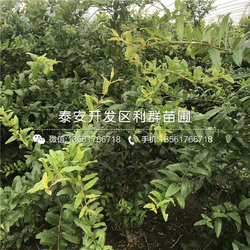  白蜡树10公分出售价格——树苗价格透明，选择丰富，白蜡树10公分出售价格——树苗价格透明，选择丰富，白蜡树苗价格透明，品种丰富。--第1张