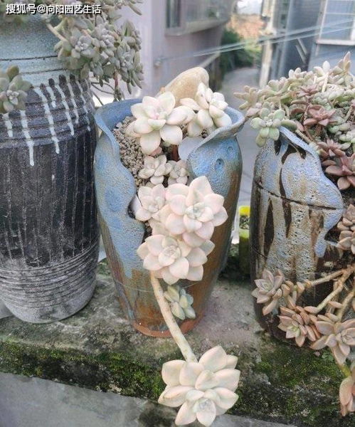  再力花的种植费用，了解价格，掌握种植成本--第1张