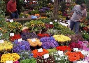  北京大型花卉市场，花卉爱好者的天堂，北京大型花卉市场，花卉爱好者的天堂，一站式购花体验--第1张