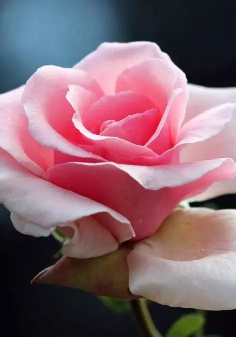  玫瑰花照片唯美图片——浪漫与美丽的完美结合，玫瑰花照片唯美图片，浪漫与美丽的完美结合--第1张
