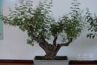  榆钱树图片--第1张