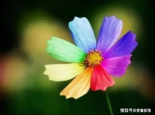  代表希望的花--第1张