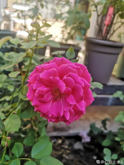  玫瑰花的三个特点，玫瑰花的美丽、芳香和丰富的色彩是它的三个特点--第1张