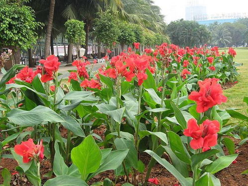  美人蕉花蜜能否食用？一文带你了解真相--第1张