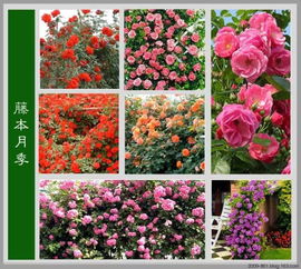  各种花图片大全大图，各种花图片大全，美丽大自然的馈赠--第1张