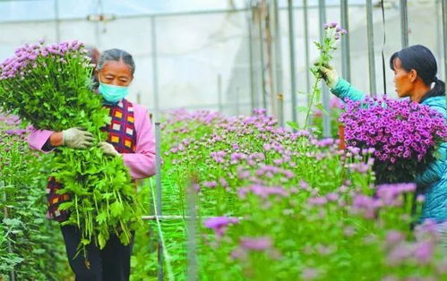  花卉平台，打造花卉交易的新模式--第1张