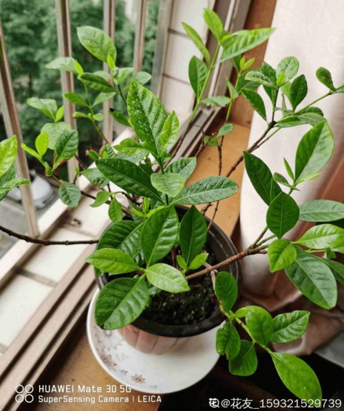  7月开什么花最常见--第1张
